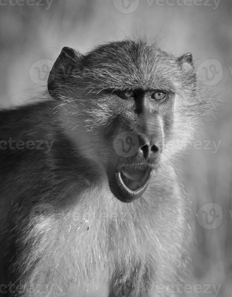 Baboon, South Africa photo