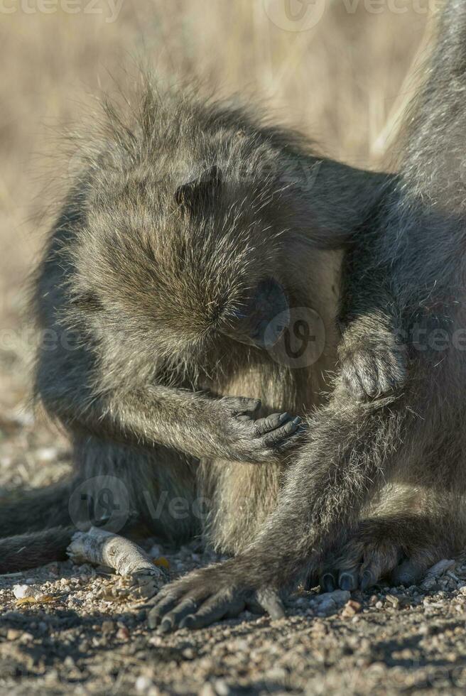 Baboon, Kruger National Park, South Africa photo