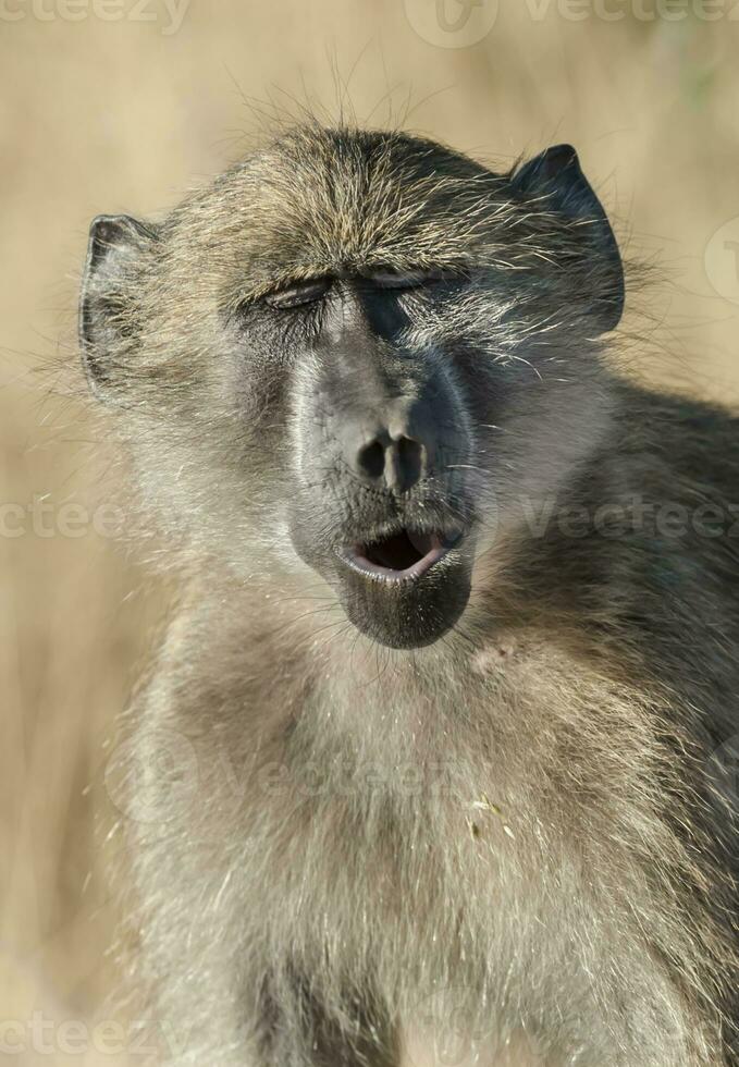 Baboon, Kruger National Park, South Africa photo