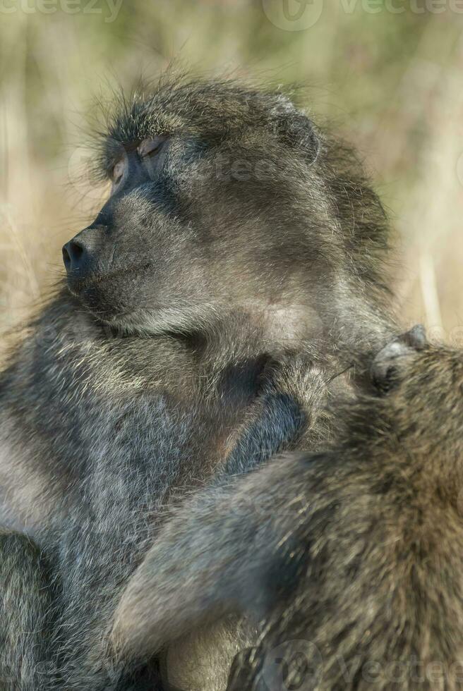 Baboon, Kruger National Park, South Africa photo