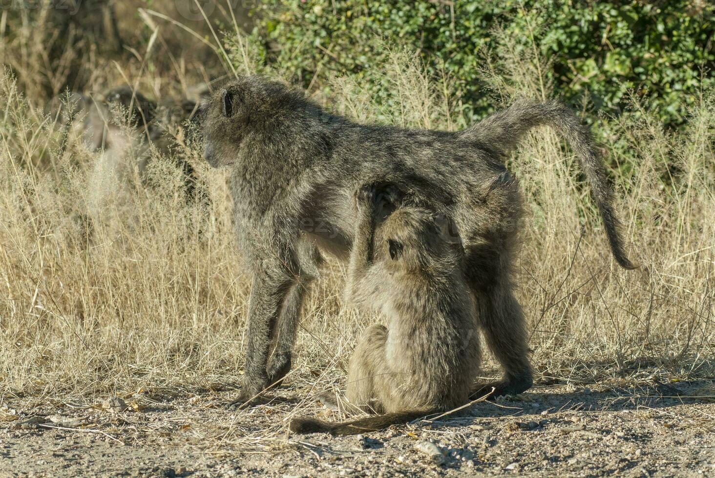 Baboon, Kruger National Park, South Africa photo