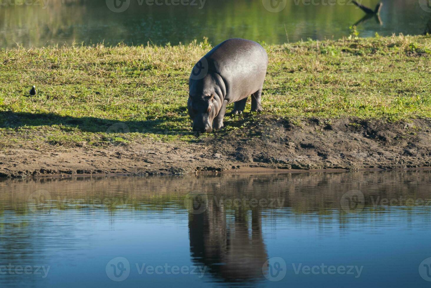 hipopótamo anfibio en pozo de agua, kruger nacional parque, sur África foto