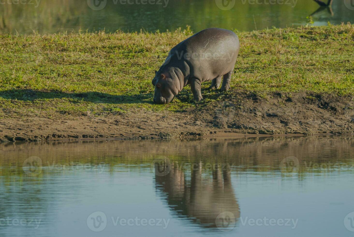 HIPPOPOTAMUS AMPHIBIUS in waterhole, Kruger National park,South Africa photo