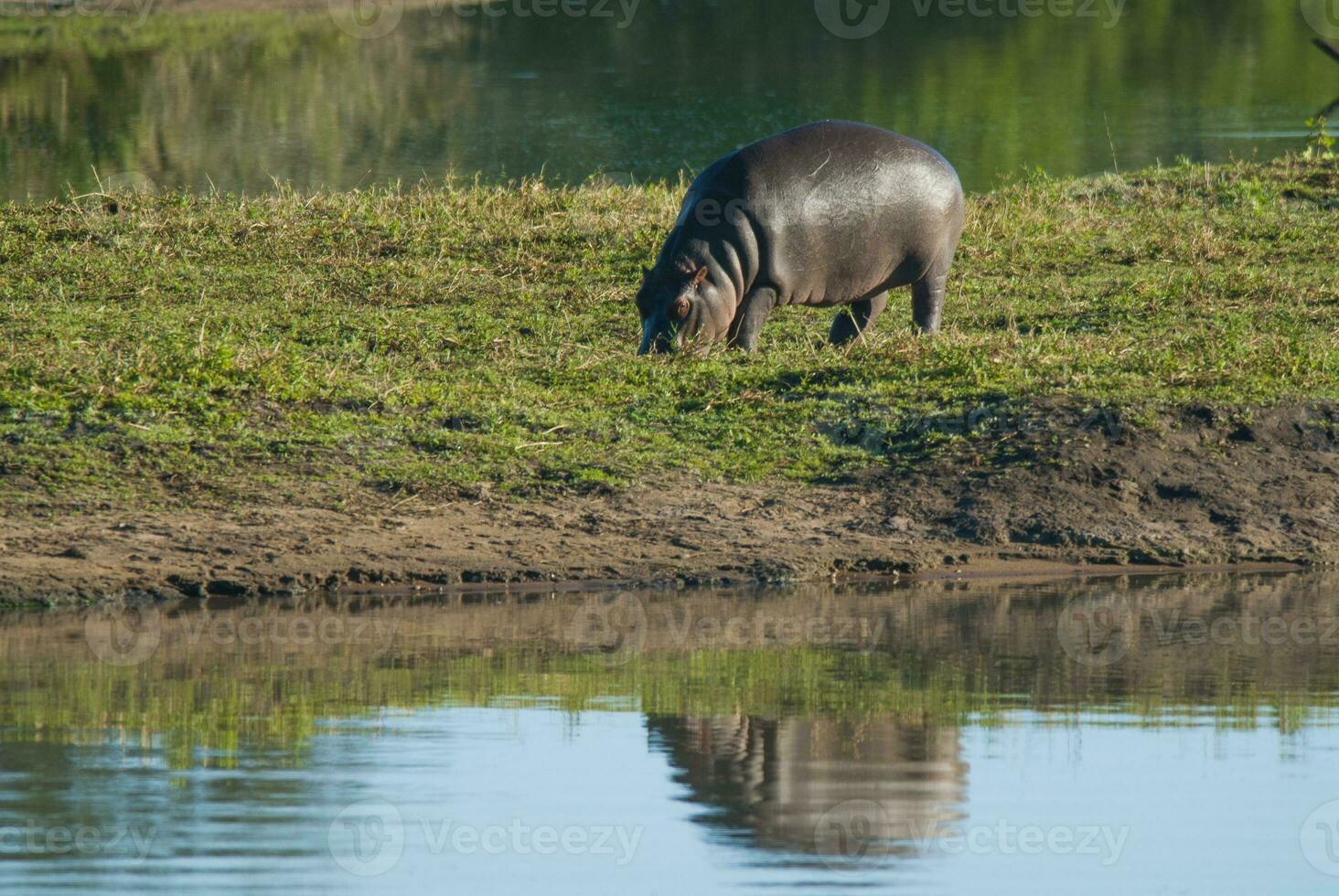 hipopótamo anfibio en pozo de agua, kruger nacional parque, sur África foto