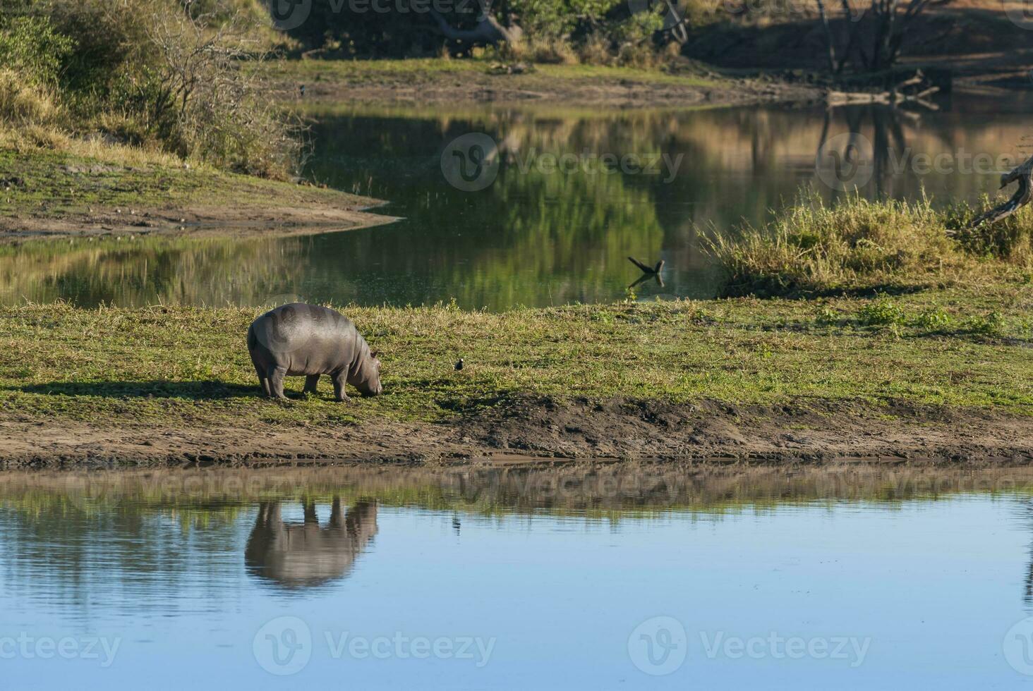 hipopótamo anfibio en pozo de agua, kruger nacional parque, sur África foto