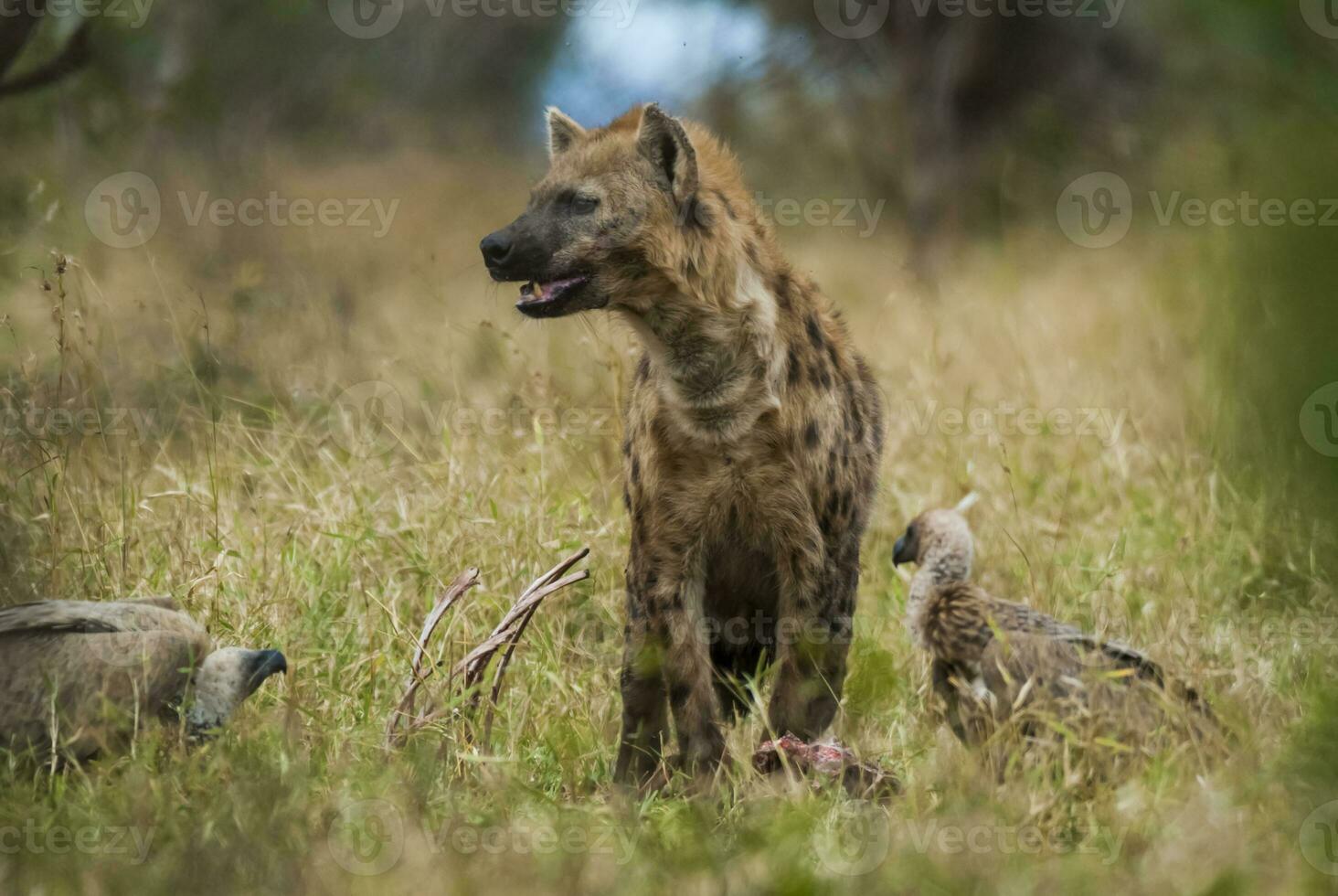 Hyena eating, Kruger National Park, South Africa. photo