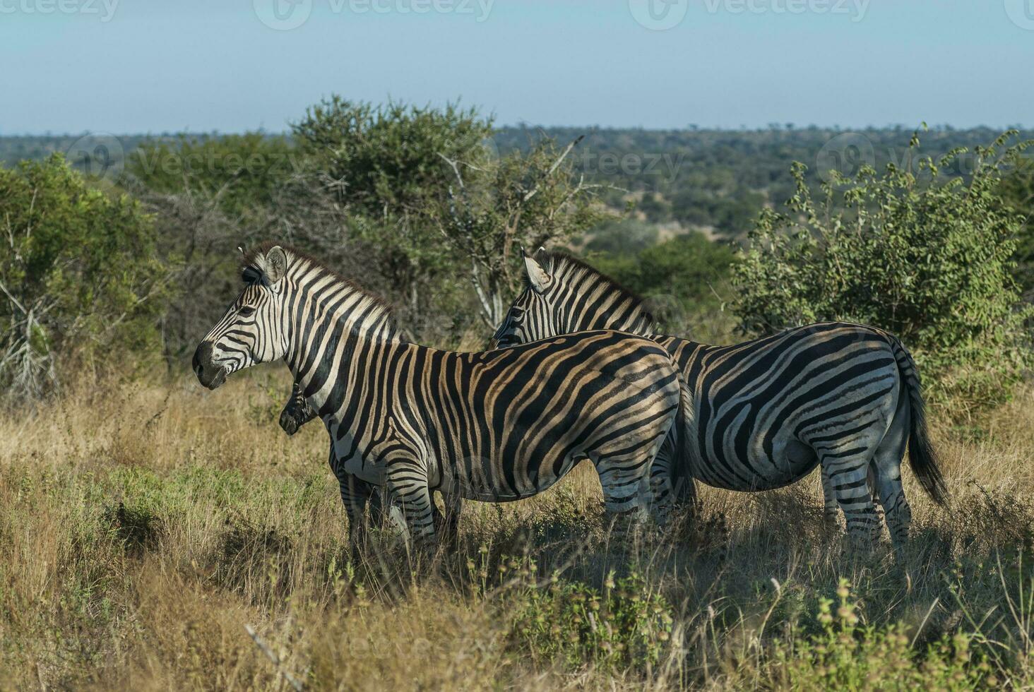 Common Zebra, South, Africa photo