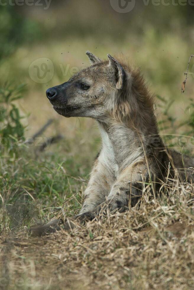 Hyena eating, Kruger National Park, South Africa. photo