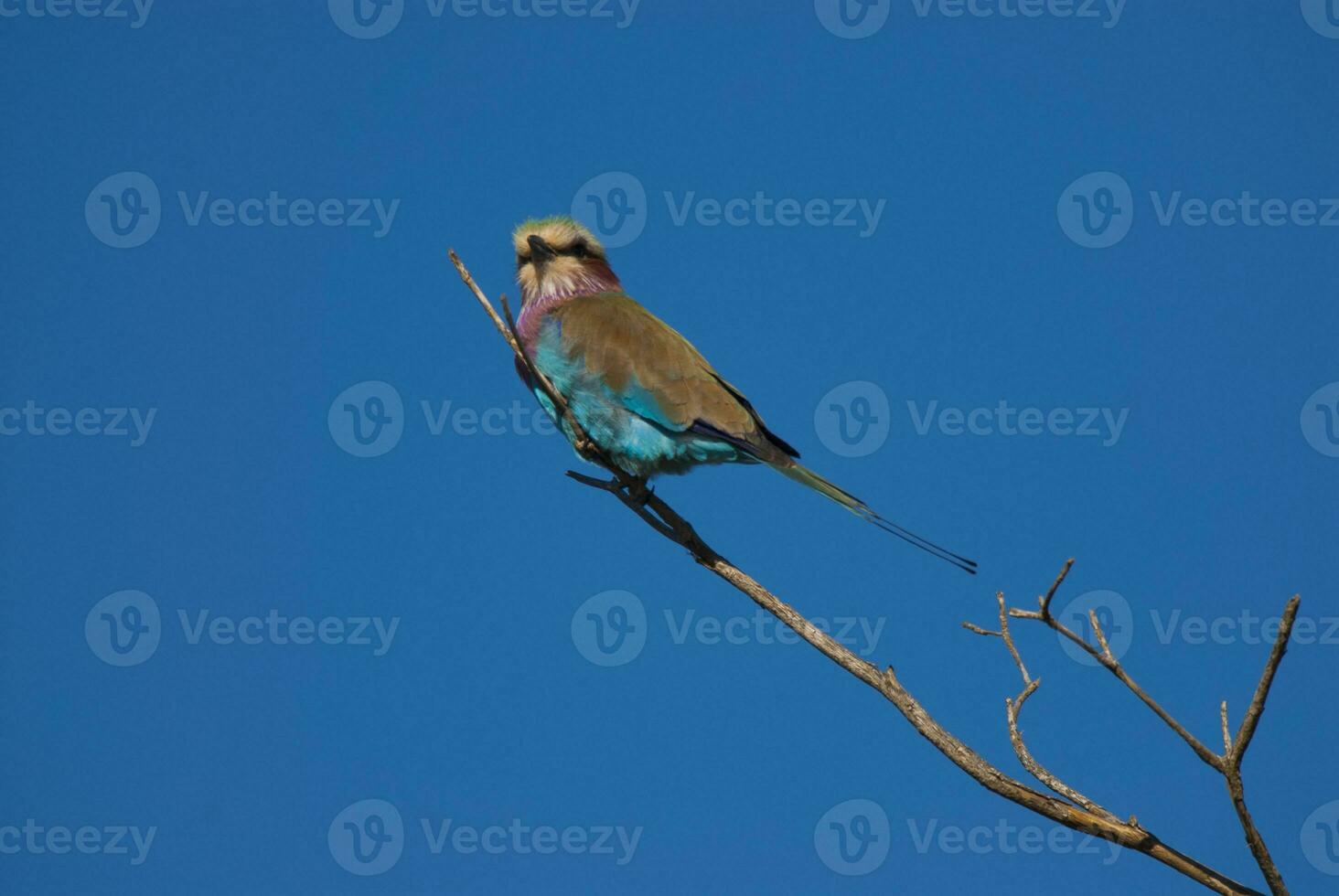 Lilac breasted roller perched ,Kruger National Park, South Africa photo