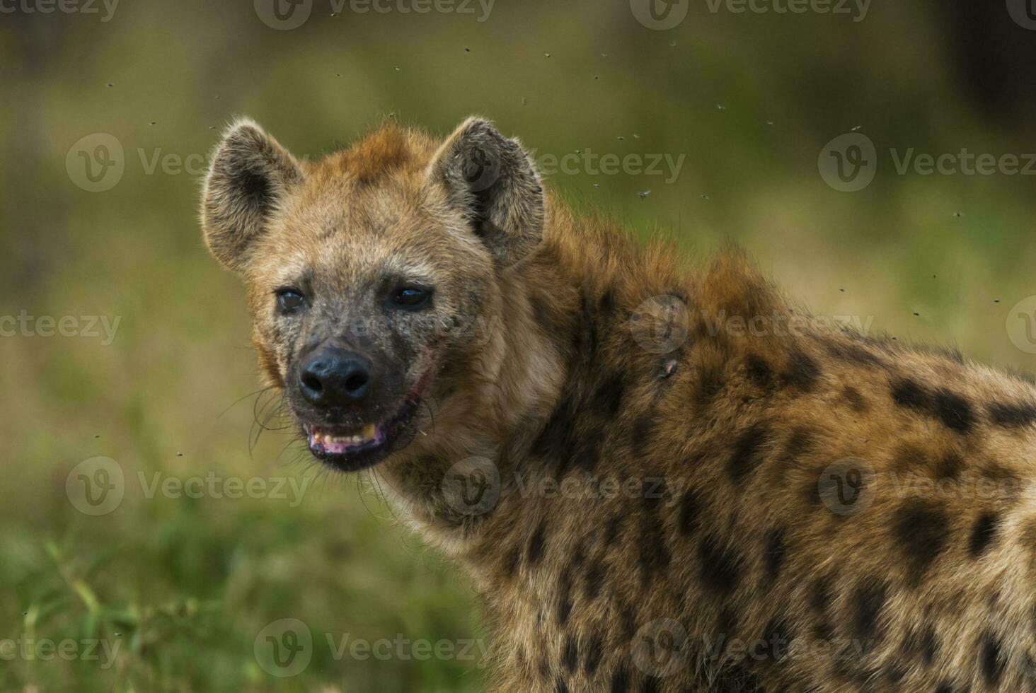 Hyena smile, Kruger National Park, South Africa. photo