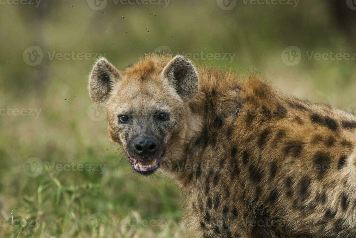 Hyena eating, Kruger National Park, South Africa. photo