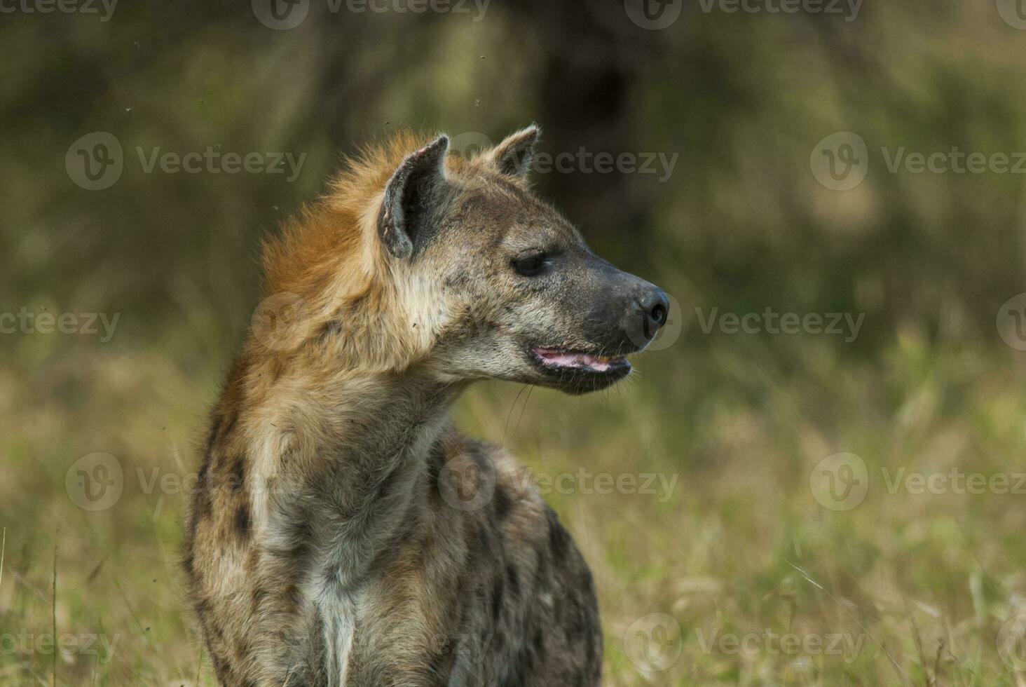 Hyena eating, Kruger National Park, South Africa. photo