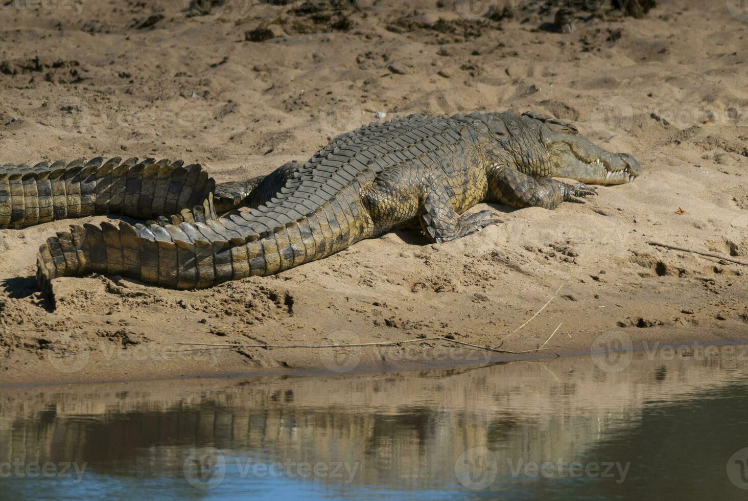 Nile Crocodryle, Kruger National Park , South  Africa. photo