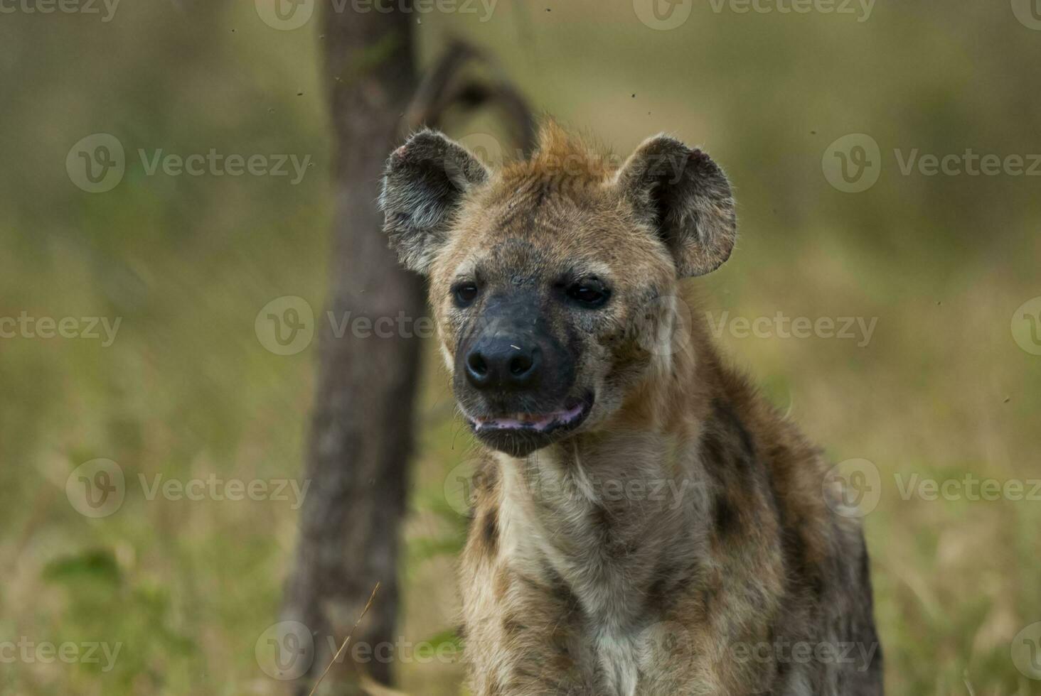 Hyena eating, Kruger National Park, South Africa. photo