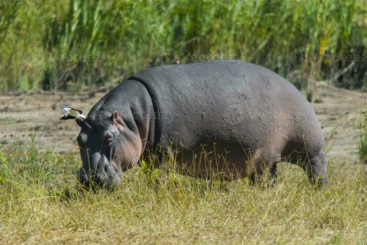 hipopótamo anfibio en pozo de agua, kruger nacional parque, sur África foto