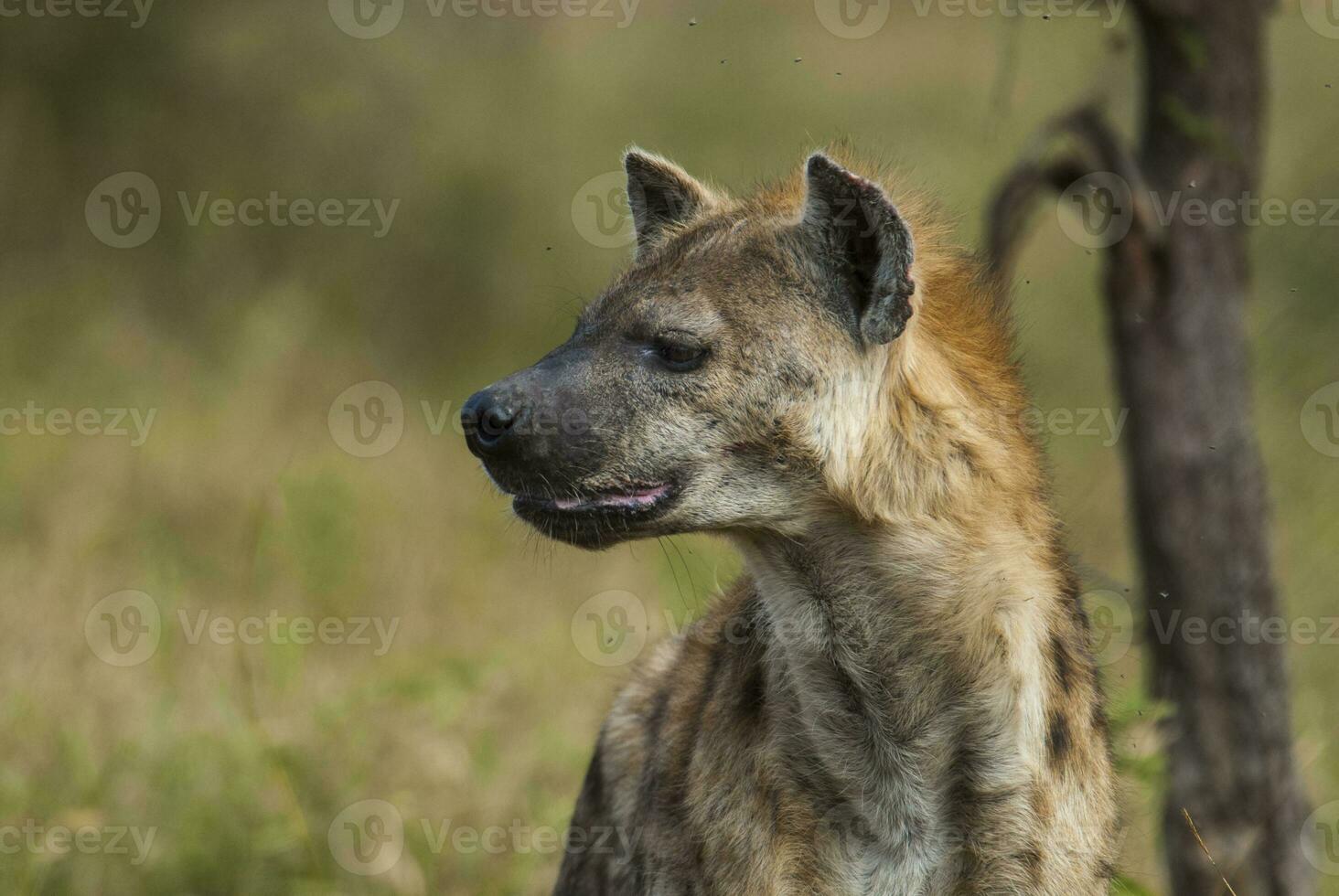 Hyena eating, Kruger National Park, South Africa. photo