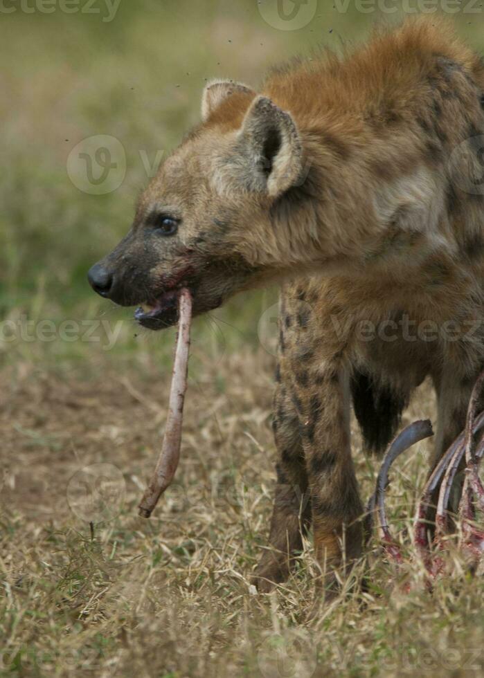 Hyena eating, Kruger National Park, South Africa. photo