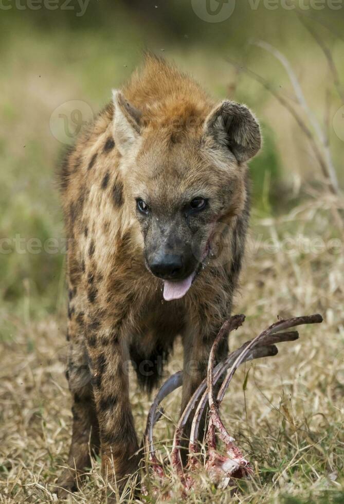 Hyena eating, Kruger National Park, South Africa. photo