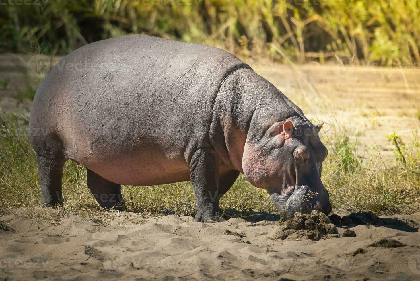 hipopótamo anfibio en pozo de agua, kruger nacional parque, sur África foto