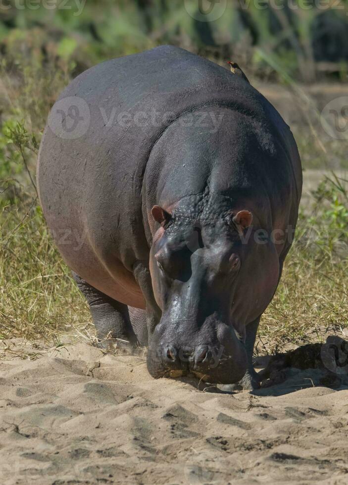 hipopótamo anfibio en pozo de agua, kruger nacional parque, sur África foto