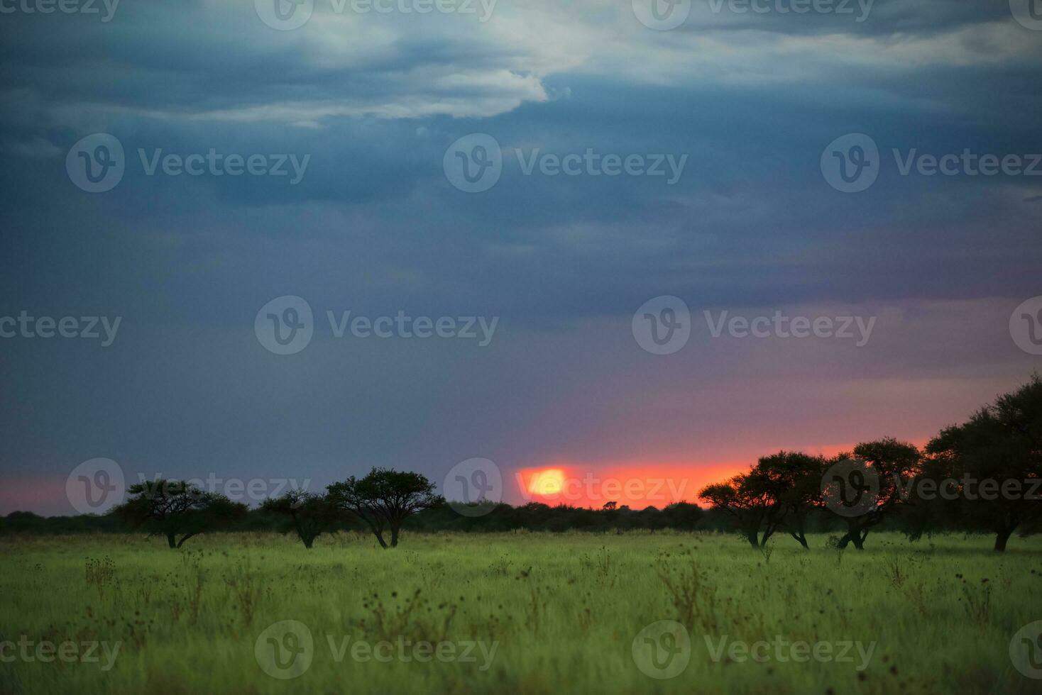 Pampas tree landscape at sunset,  La Pampa Province,  Argentina photo