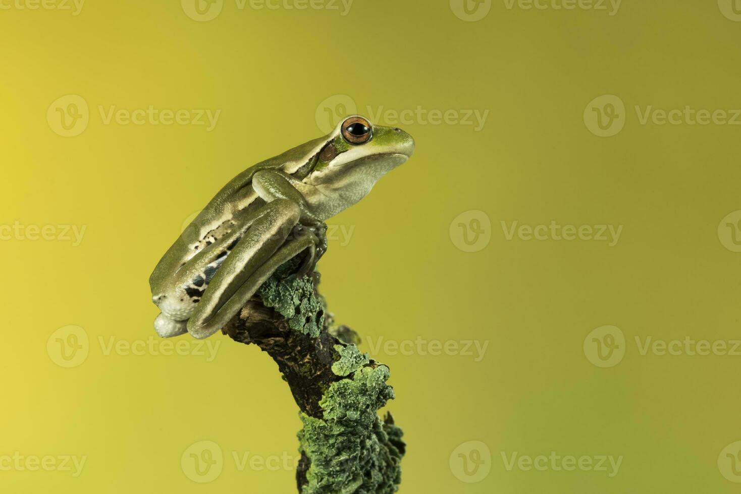 Montevideo Treefrog, Hyla Pulchela,  La Pampa, Patagonia,Argentina. photo