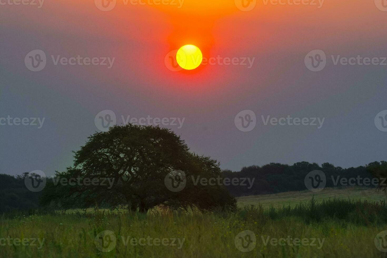 Pampas tree landscape with a storm in the background,  La Pampa Province,  Argentina photo