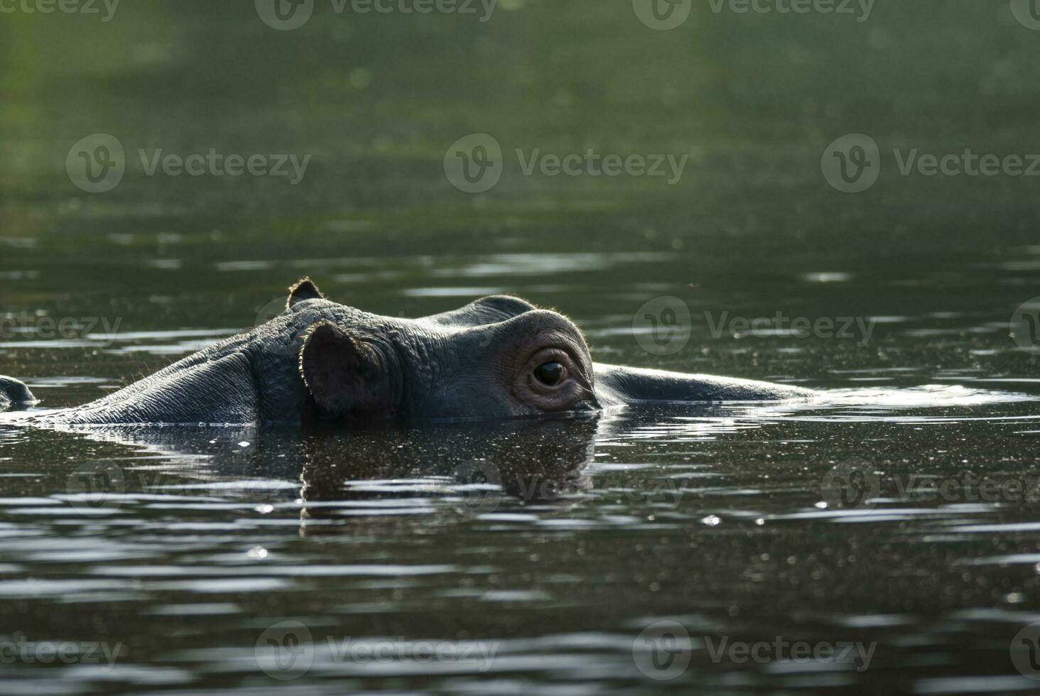 hipopótamo anfibio en pozo de agua, kruger nacional parque, sur África foto