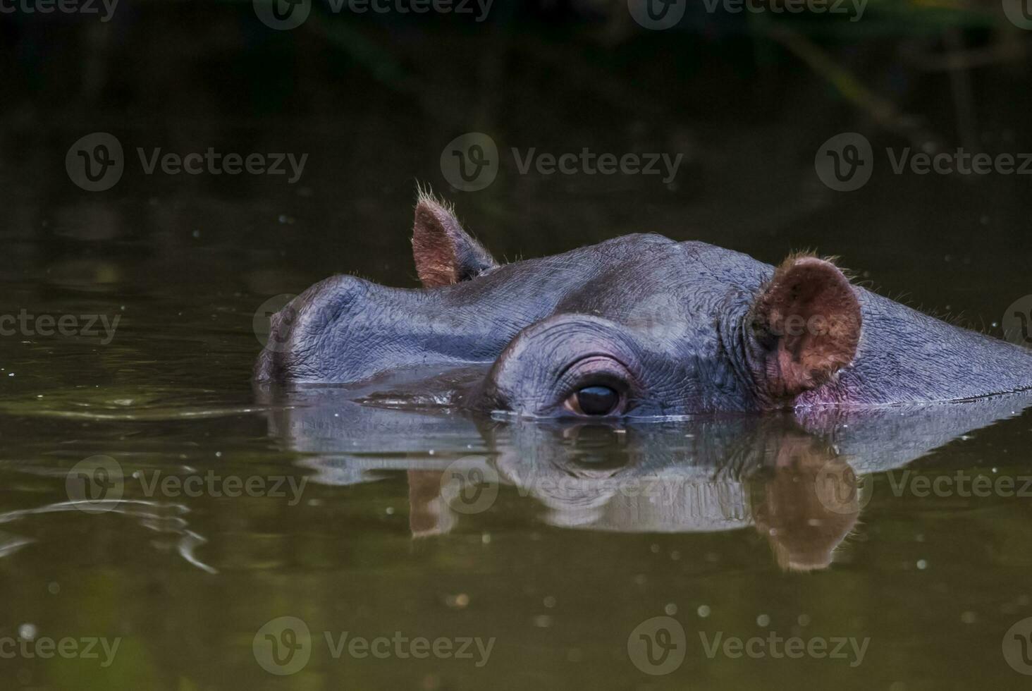 HIPPOPOTAMUS AMPHIBIUS in waterhole, Kruger National park,South Africa photo