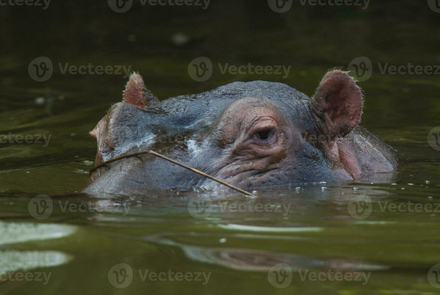 HIPPOPOTAMUS AMPHIBIUS in waterhole, Kruger National park,South Africa photo