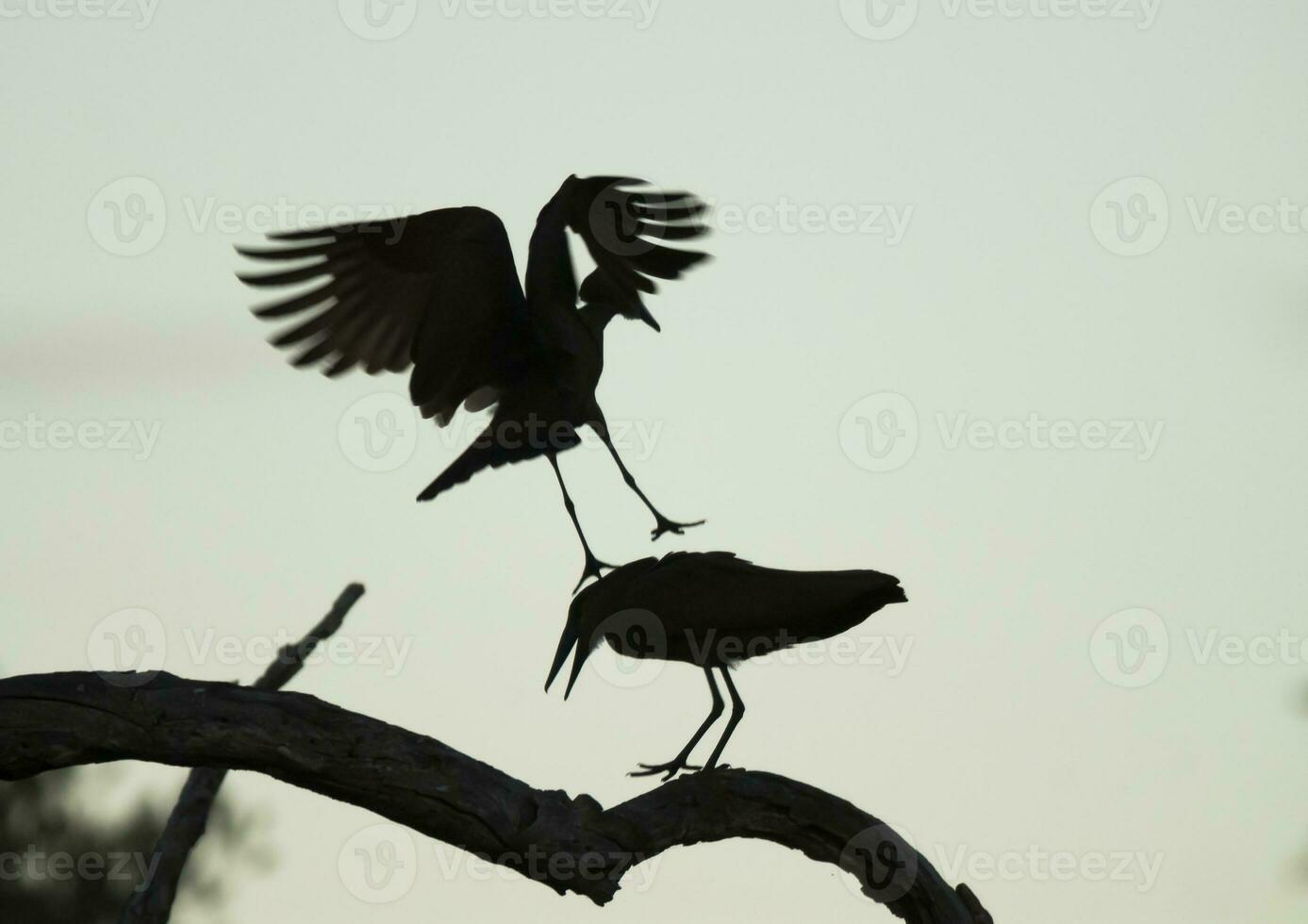 Hammerhead stork, Kruger National Park, South Africa. photo