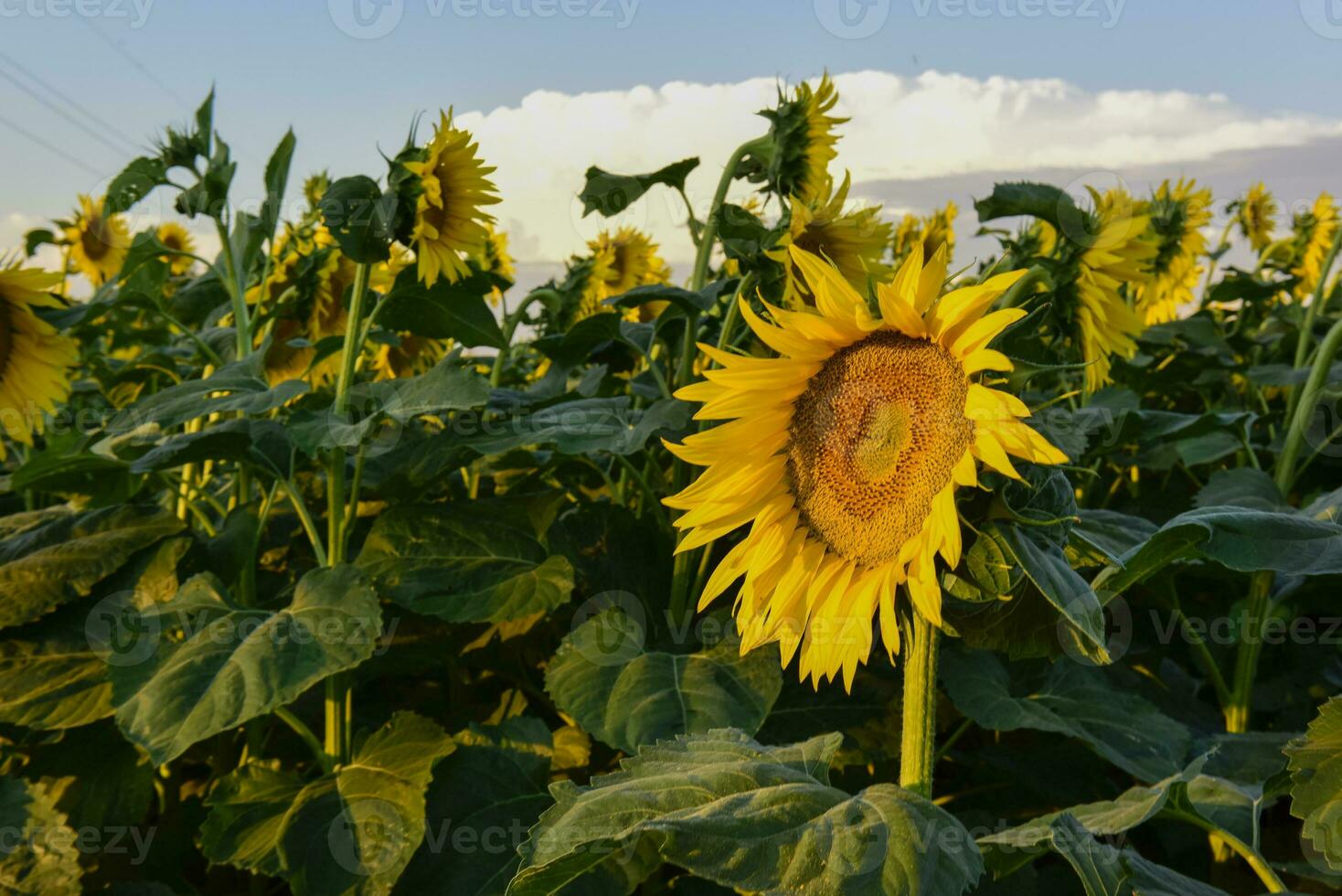 Sunflower , pampas , Argentina photo