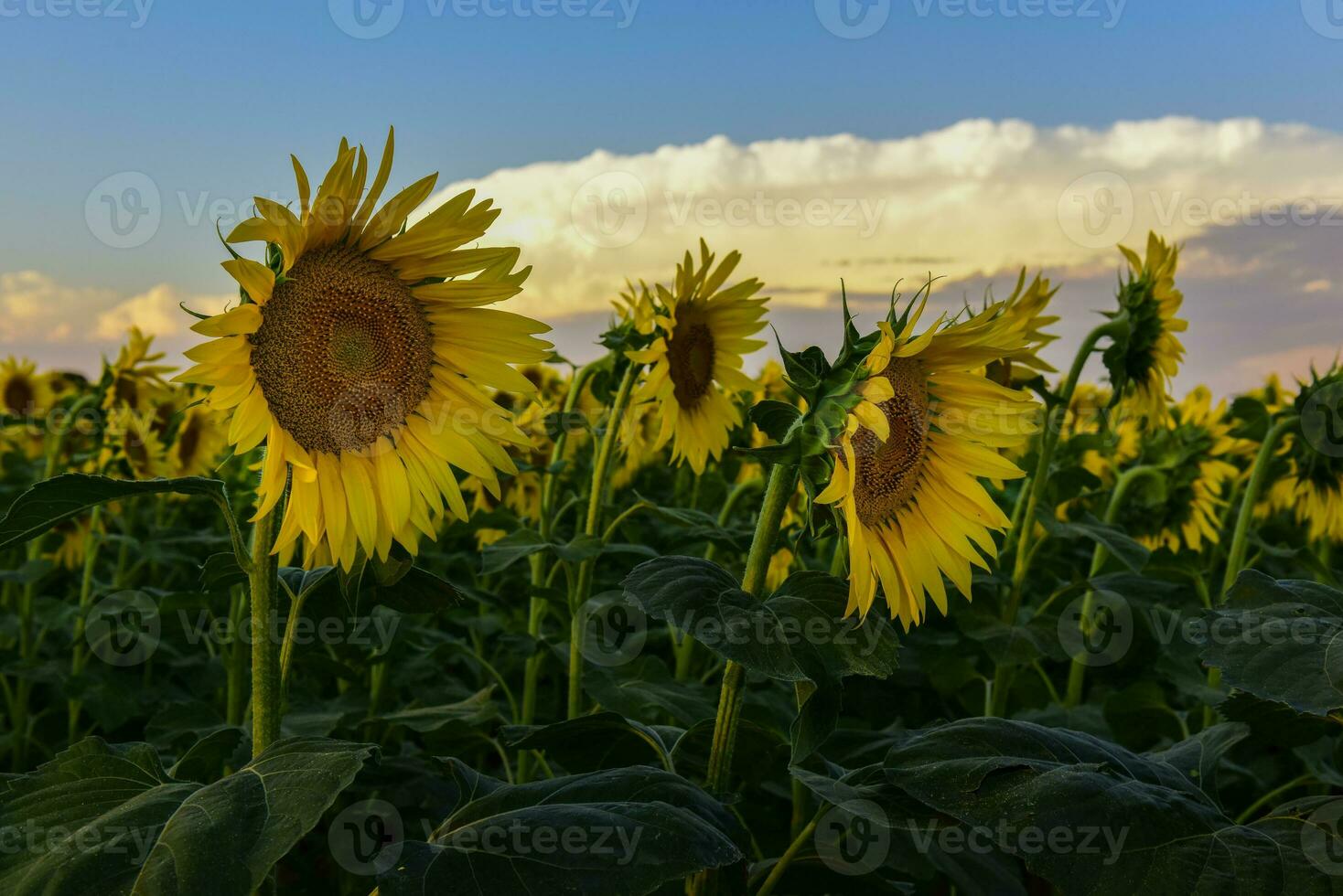 Sunflower , pampas , Argentina photo