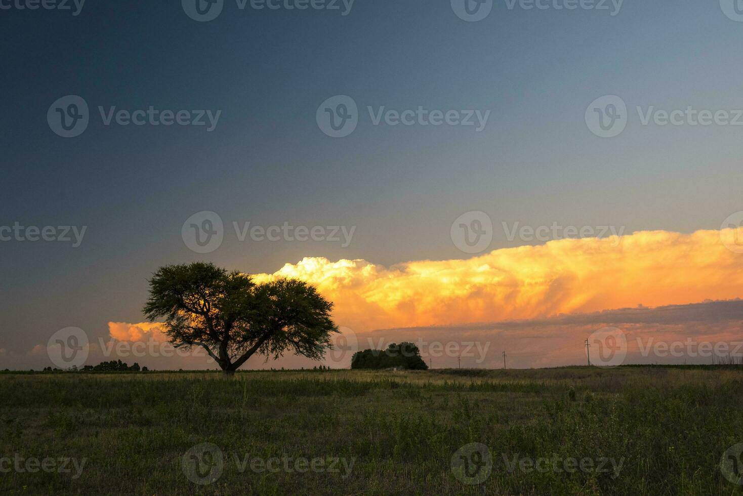 Pampas tree landscape at sunset,  La Pampa Province,  Argentina photo