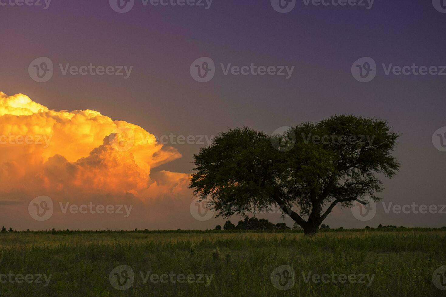 Pampas tree landscape at sunset,  La Pampa Province,  Argentina photo