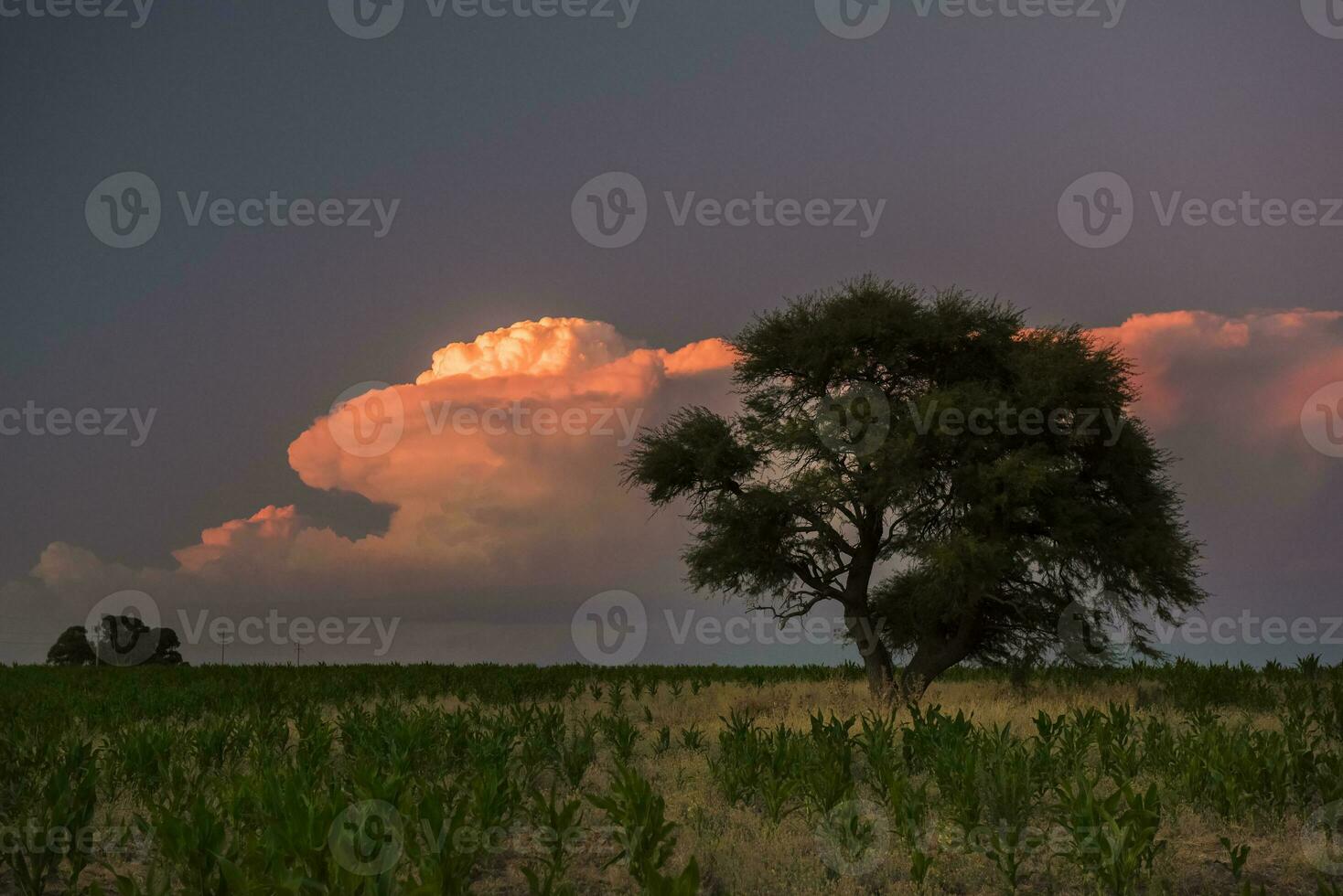 Pampas tree landscape with a storm in the background,  La Pampa Province,  Argentina photo