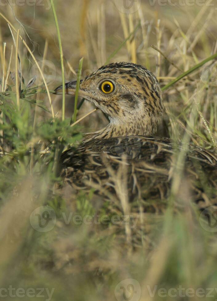 Spotted tinamou un grassland environment, La Pampa. Argentina photo