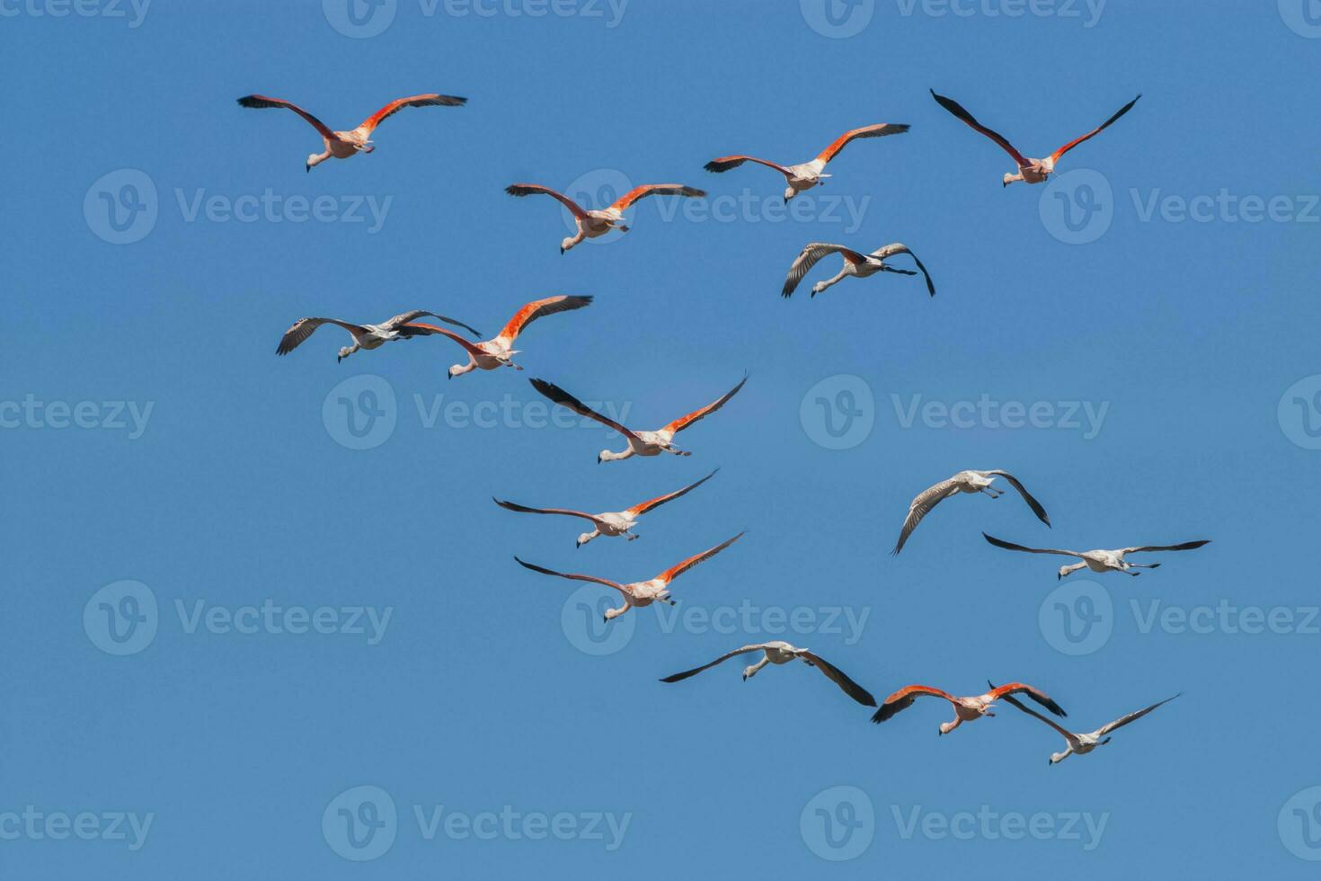 Chilean Flamingos flock in flight , Patagonia, Argentina. photo