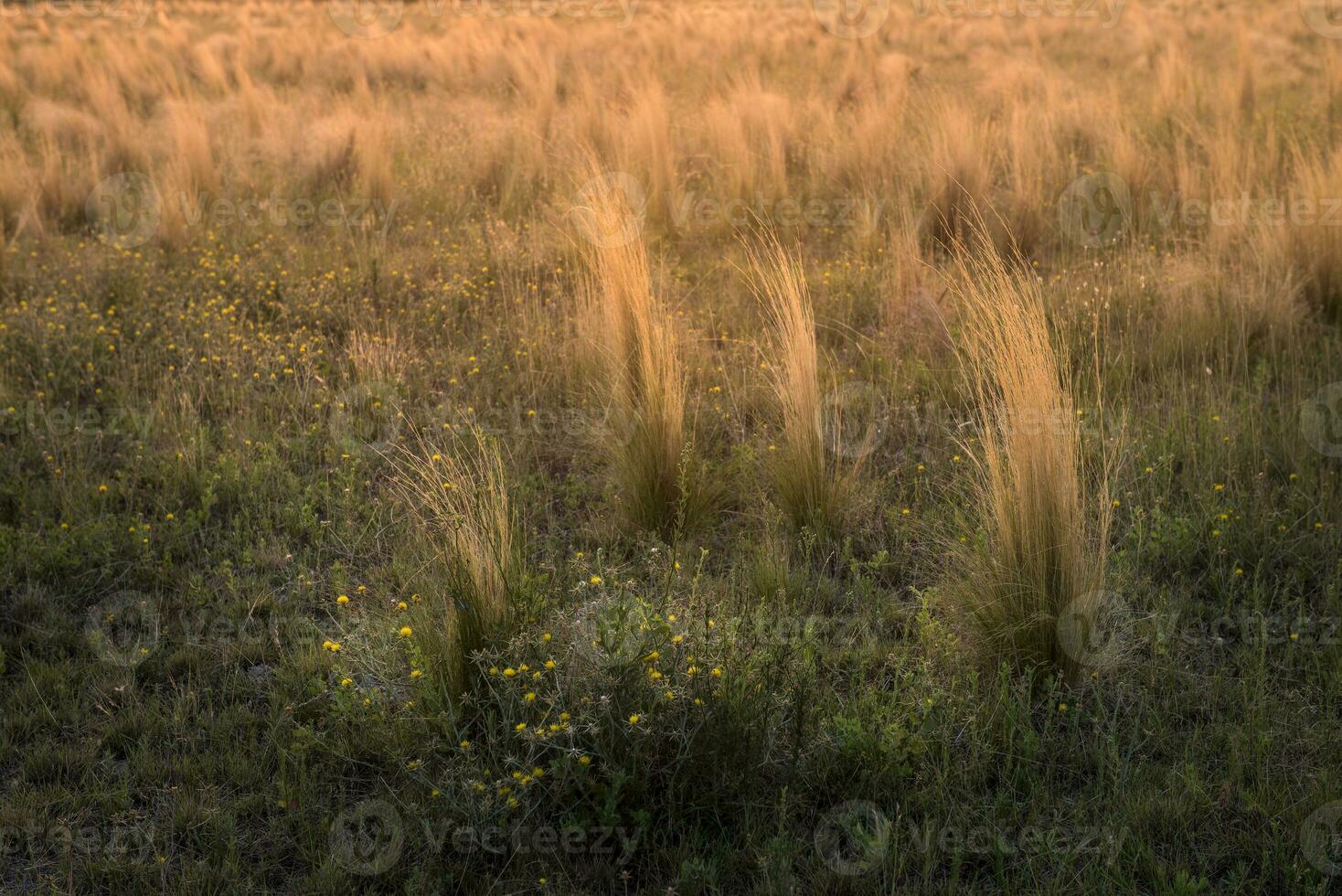 Pampas grass landscape at sunset, La Pampa Province,  Argentina photo
