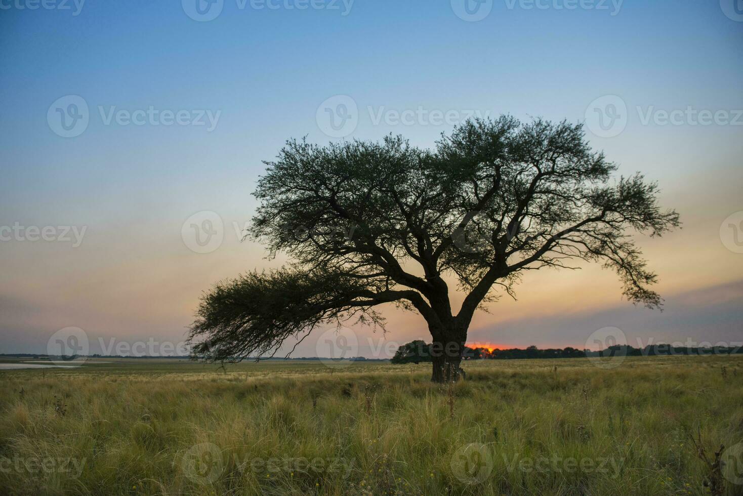 Pampas tree landscape at sunset,  La Pampa Province,  Argentina photo