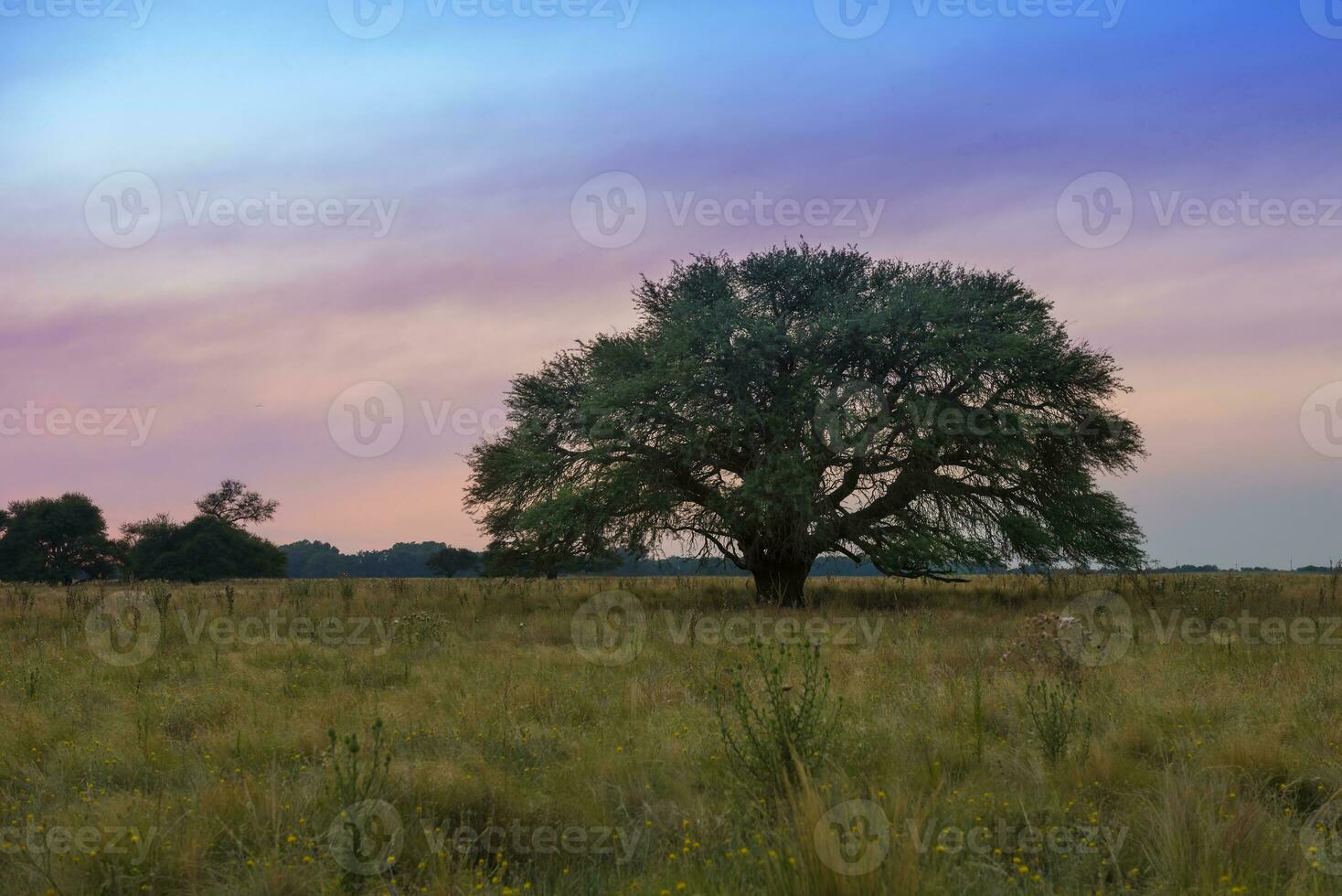 Pampas tree landscape at sunset,  La Pampa Province,  Argentina photo