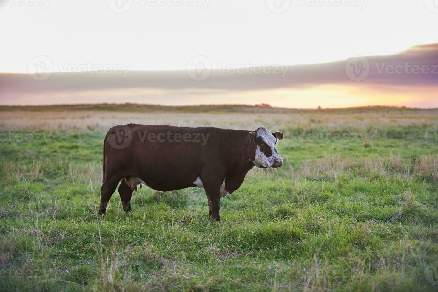 Cow portrait in Pampas Landscape, La Pampa Province, Patagonia, Argentina. photo
