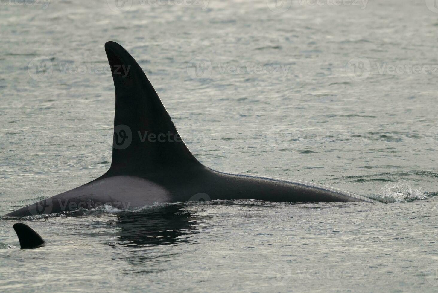 Killer Whale, Orca, hunting a sea lion pup, Peninsula Valdes, Patagonia Argentina photo