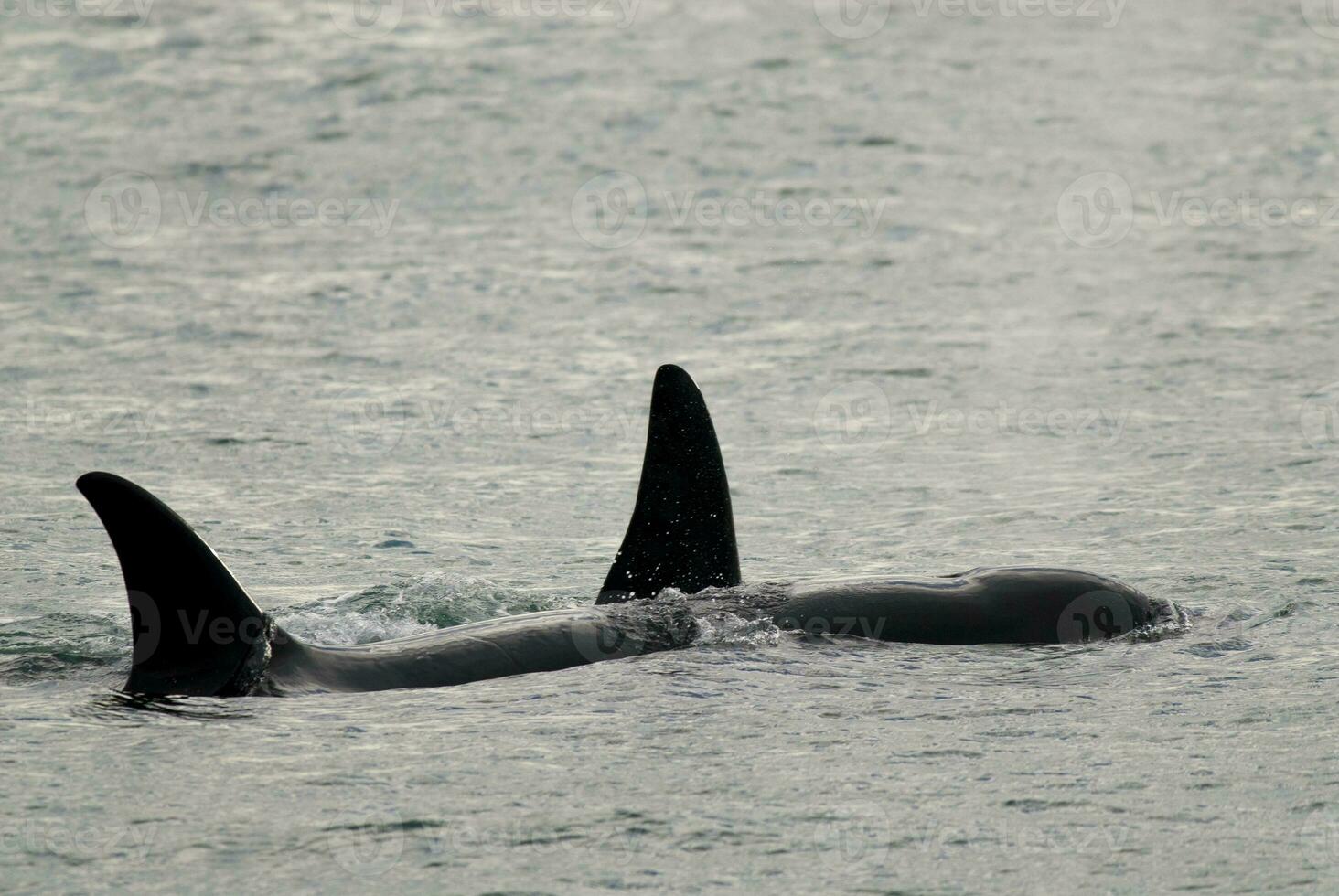 asesino ballena, orca, caza un mar león cachorro, península Valdés, Patagonia argentina foto