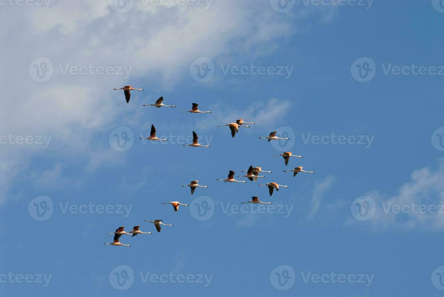 Chilean Flamingos flock in flight , Patagonia, Argentina. photo