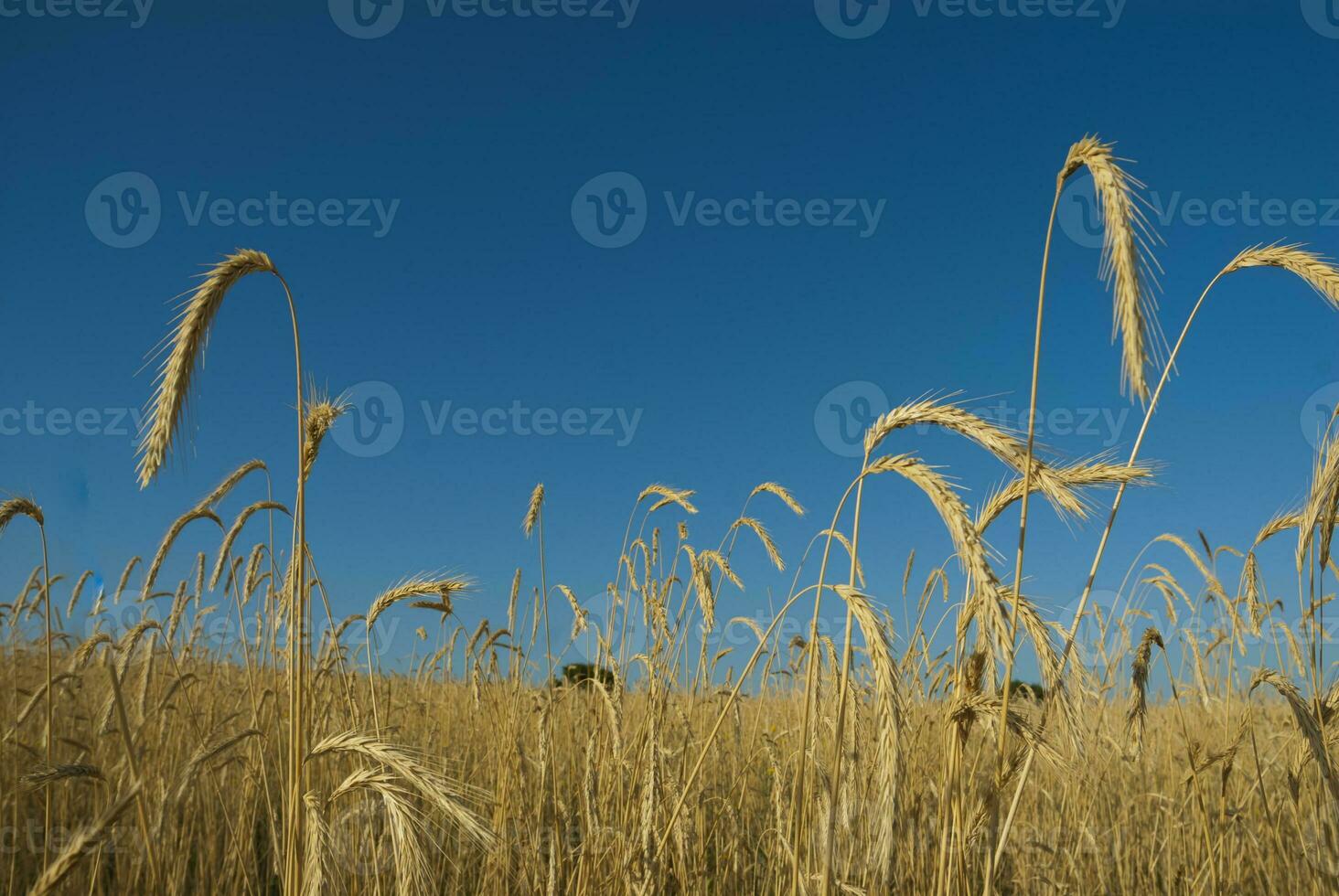 Wheat field in Pampas countryside, La Pampa Province, Patagonia, Argentina photo