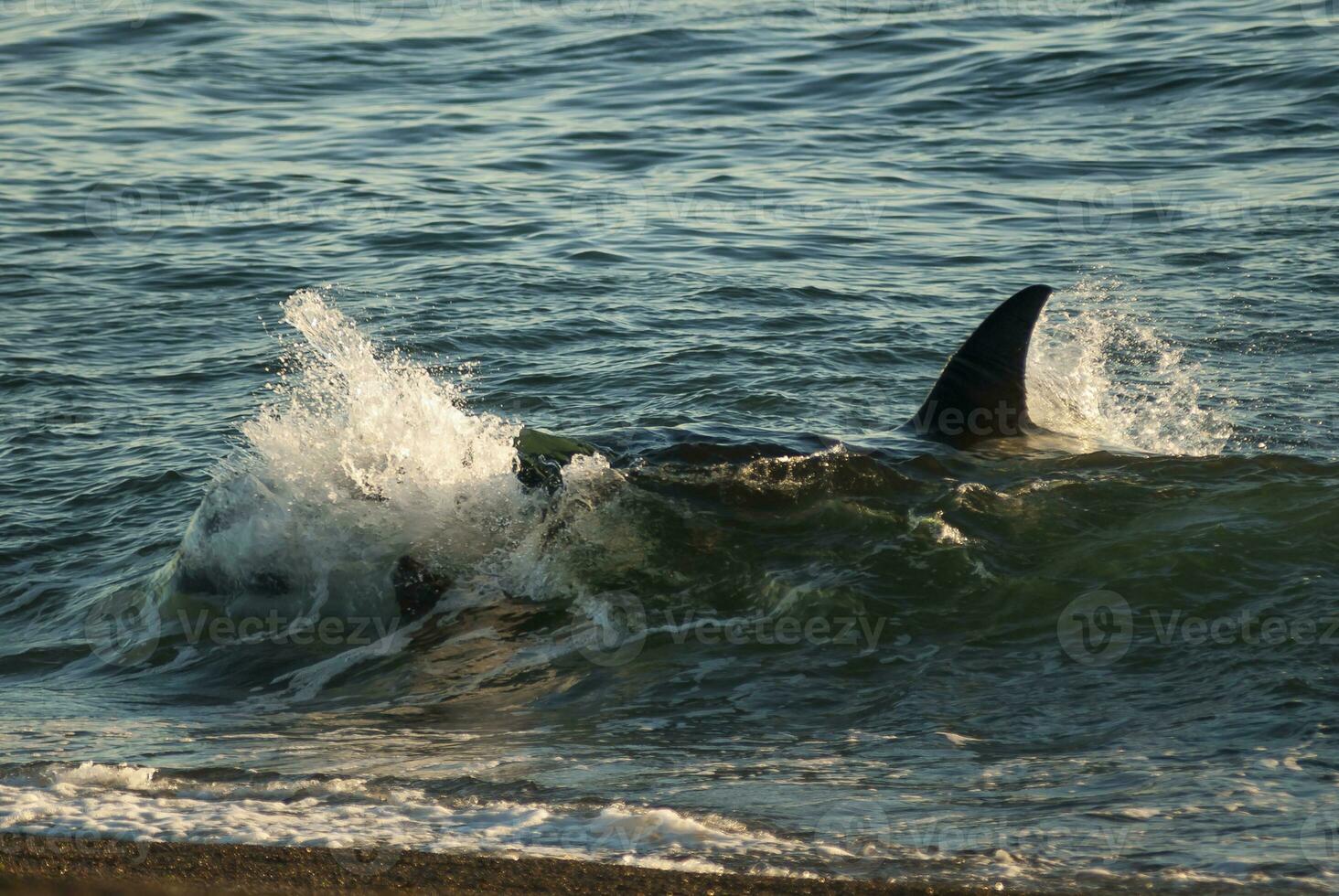 Killer Whale, Orca, hunting a sea lion pup, Peninsula Valdes, Patagonia Argentina photo