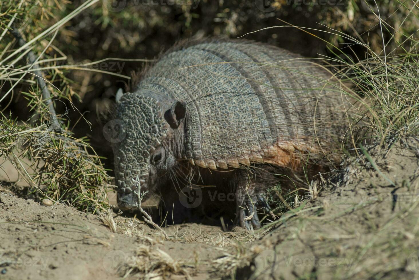 Armadillo in desert environment, Peninsula Valdes, Patagonia, Argentina. photo