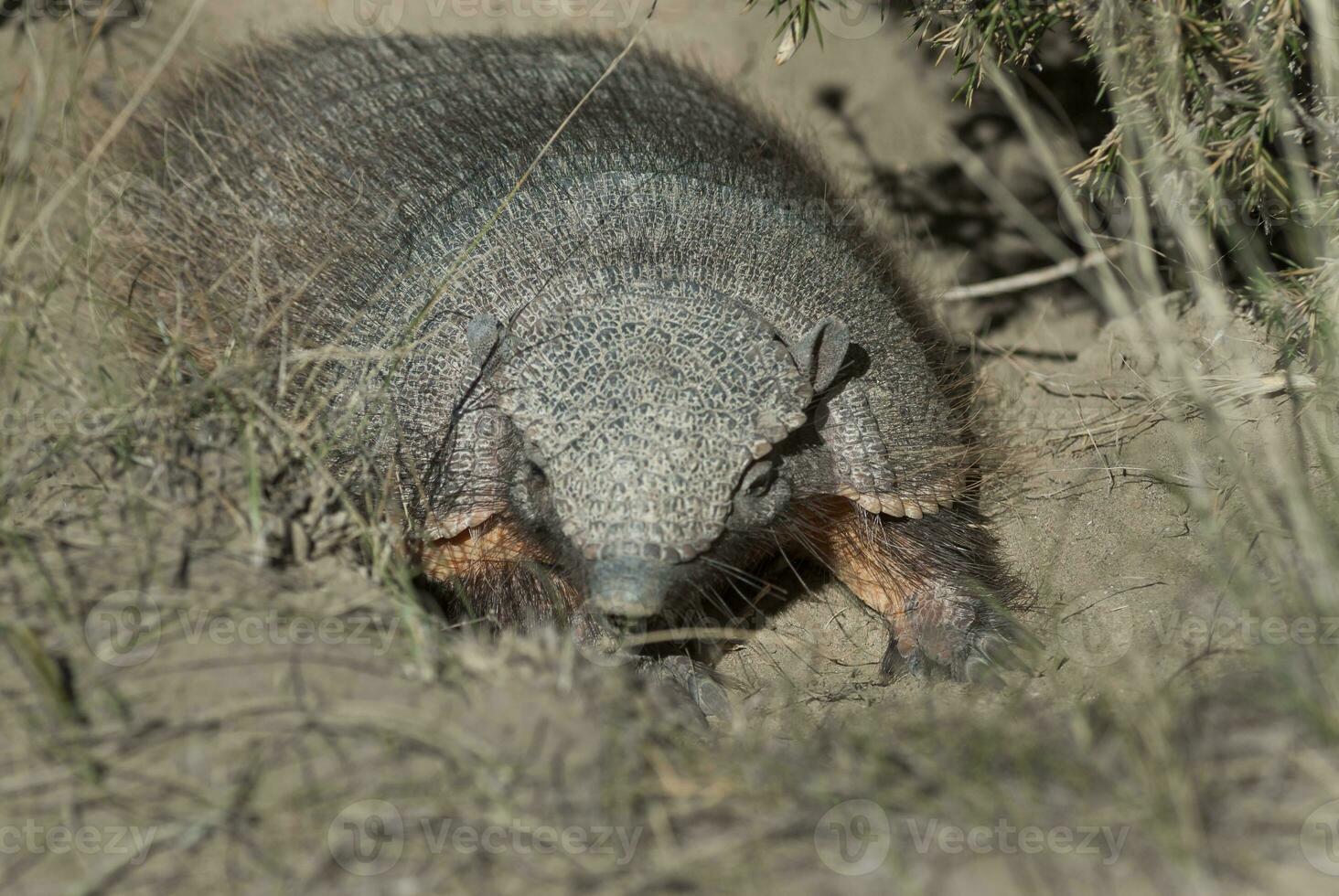 Armadillo in desert environment, Peninsula Valdes, Patagonia, Argentina. photo
