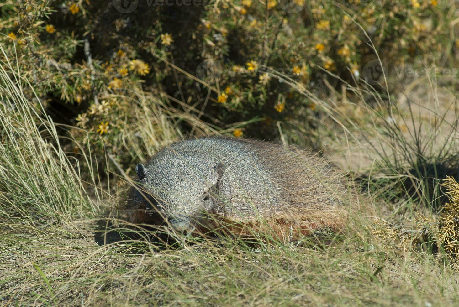 Armadillo in desert environment, Peninsula Valdes, Patagonia, Argentina. photo